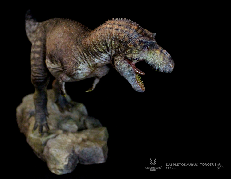 Limited-edition Haolonggood models - the spectacular 1:20 scale Daspletosaurus figure.