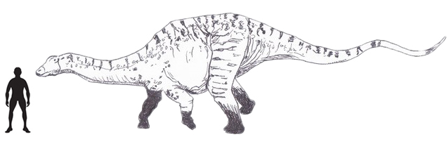 Dicraeosaurus scale drawing.