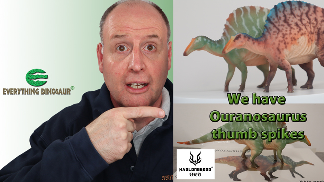 Ouranosaurus thumb spikes.