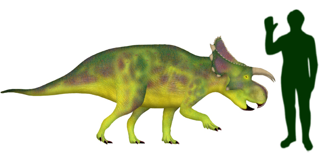 Furcatoceratops elucidans scale drawing