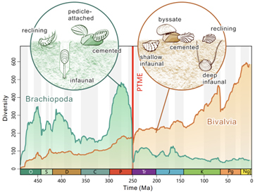 Brachiopods and Bivalves examining the impact of the end-Permian mass extinction event.