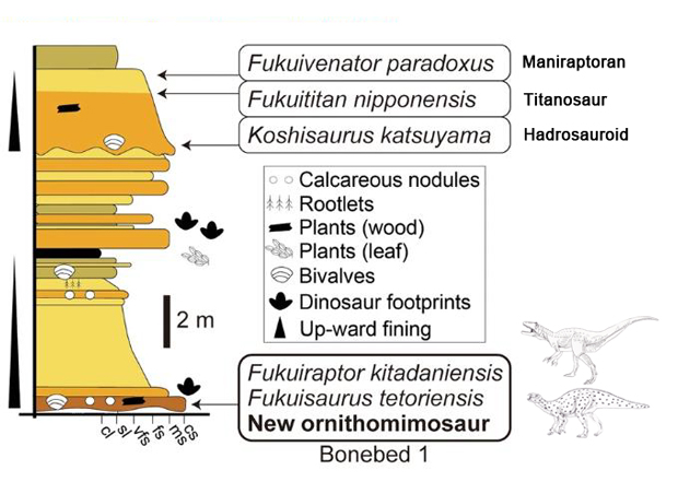 Tyrannomimus fukuiensis from the Kitadani Dinosaur Quarry.