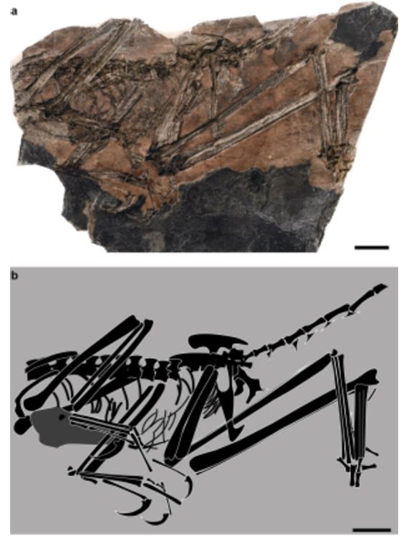 Fujianvenator prodigiosus fossils and interpretative line drawing.