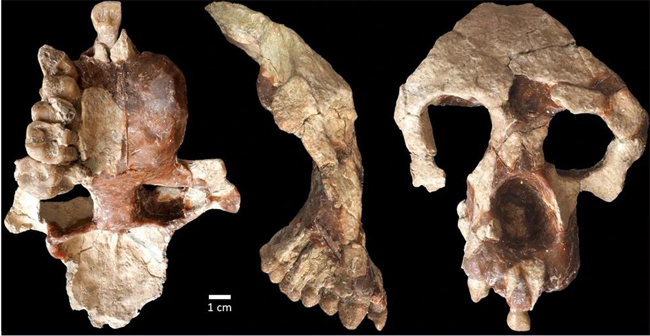 Anadoluvius turkae partial cranium.