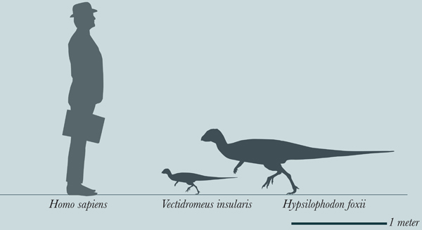 Vectidromeus insularis compared in size to Hypsilophodon foxii.