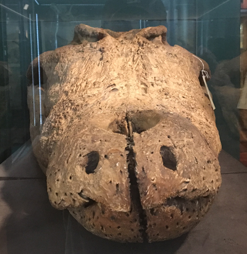 An estuarine crocodile skull in anterior view.
