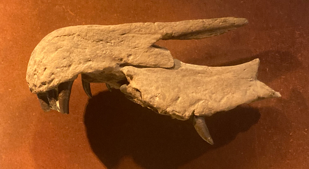 London Natural History Museum Baryonyx exhibit (the maxilla and premaxilla on display).