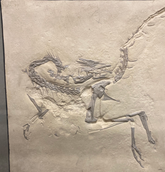A cast of a Compsognathus fossil on display at the Manchester Museum of Natural History.