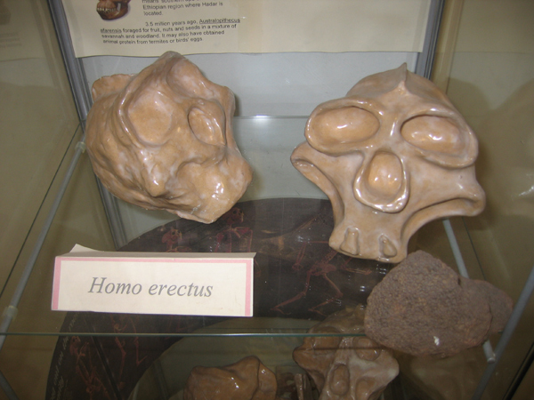 Homo erectus model skulls on display at a school.