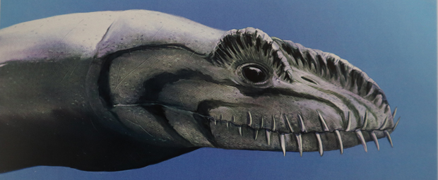 Umoonasaurus. close-up view of the head of a plesiosaur.