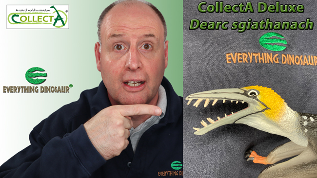 Everything Dinosaur will post up a short video review of the new for 2024 CollectA Deluxe Dearc sgiathanach pterosaur model.