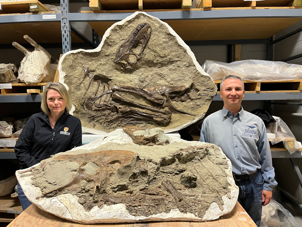 Dr François Therrien (Curator of Dinosaur Palaeoecology at the Royal Tyrrell Museum) and Dr Darla Zelenitsky (Assistant Professor at University of Calgary) stand next to the young Gorgosaurus specimen.