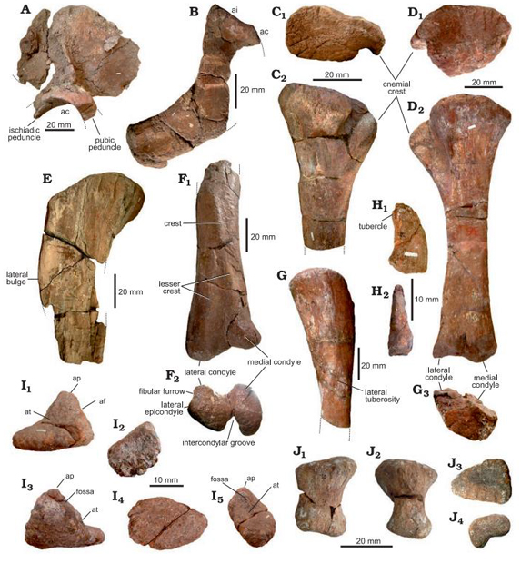 Bustingorrytitan fossils.