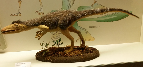 A Sinosauropteryx reconstruction on display.