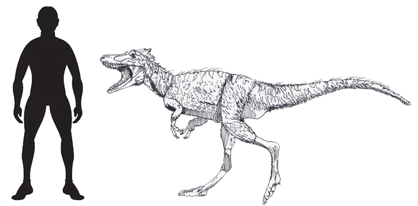 Moros intrepidus scale drawing.