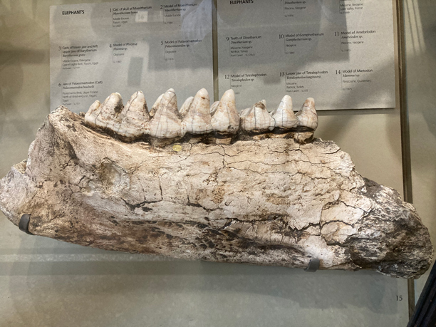 American mastodon lower jaw.