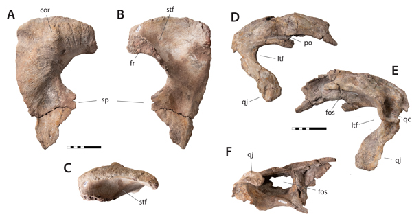 Skull bones of Tyrannosaurus mcraeensis.