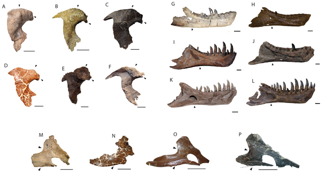 Comparing skull bones of T. mcraeensis and T. rex.