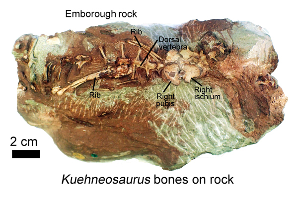 Kuehneosaurus reptile fossils