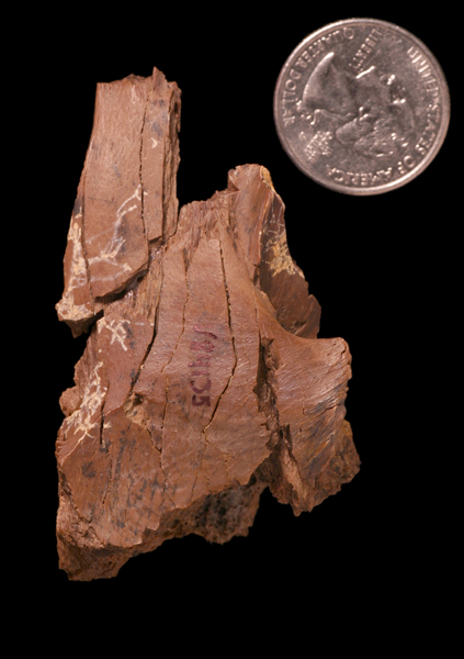 Frontal skull bone from a baby T. rex.
