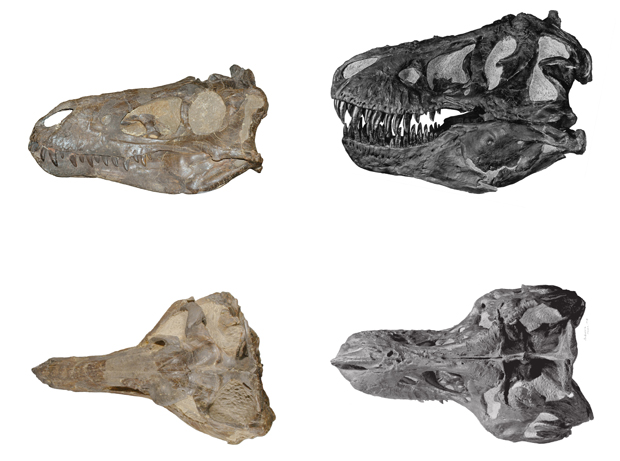 Comparing skulls (Nanotyrannus and T. rex)