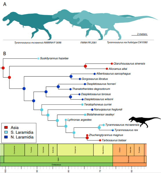 Tyrannosaurus mcraeensis phylogeny and size comparison with T. rex.