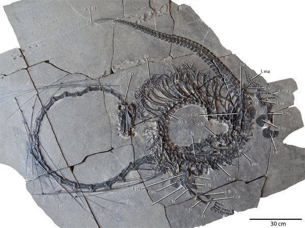 Dinocephalosaurus orientalis fossil specimen.