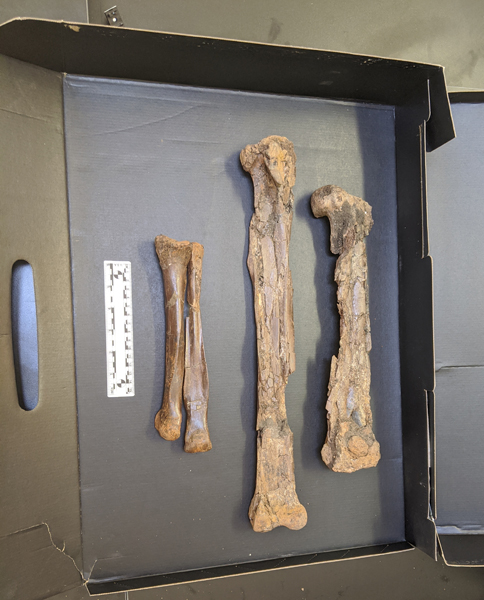 Eoneophron infernalis limb bones.