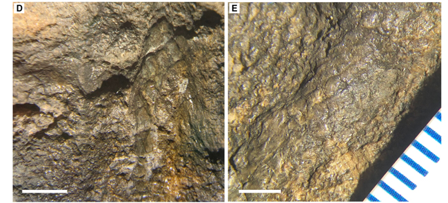 Close-up views of the Tridentinosaurus antiquus fossil specimen.