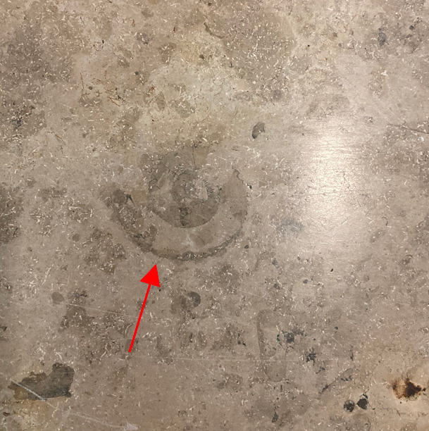 Ammonite fossil in the stone floor on the site of the annual Spielwarenmesse trade fair.