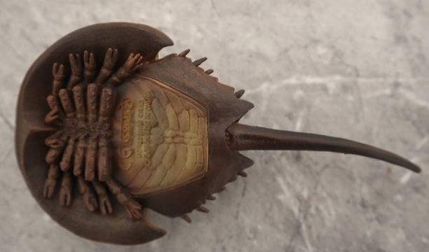 CollectA Horseshoe crab model in ventral view