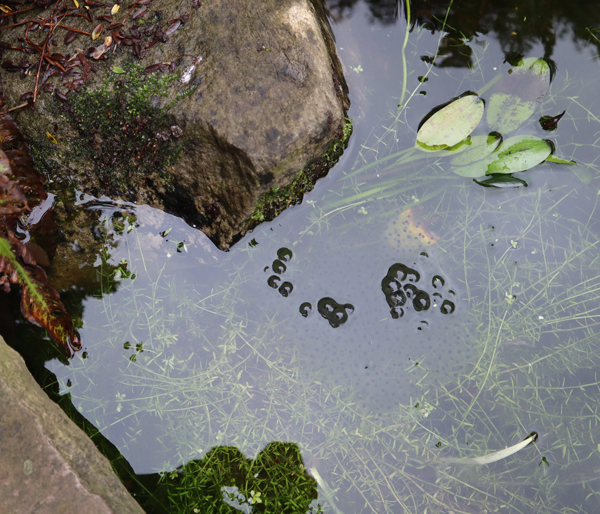 Frogspawn in the office pond.