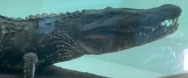 Nile crocodile on Display