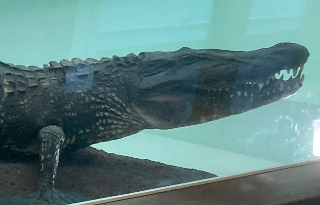 Nile crocodile on Display