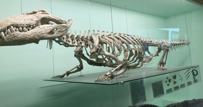 Nile crocodile skeleton on display.