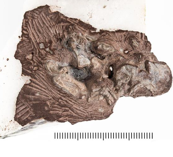 Holotype of Bromerpeton subcolossus (specimen number MNG 16545).