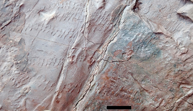 Arthropod tracks recorded at the Devon fossil forest site.