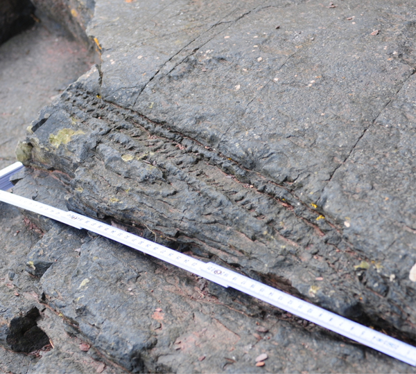 Devon fossil forest details of a fallen tree trunk.