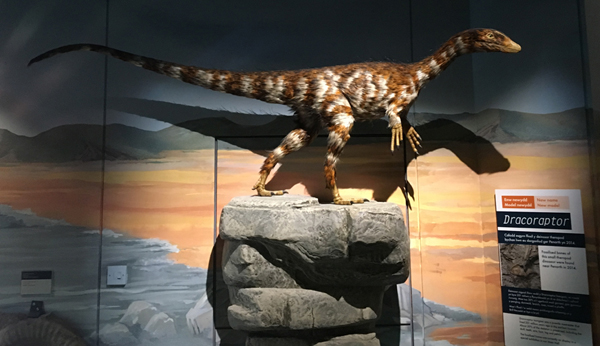 Dracoraptor hanigani a life-size reconstruction.