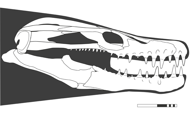 The reconstructed skull of Khinjaria acuta shown in lateral view.
