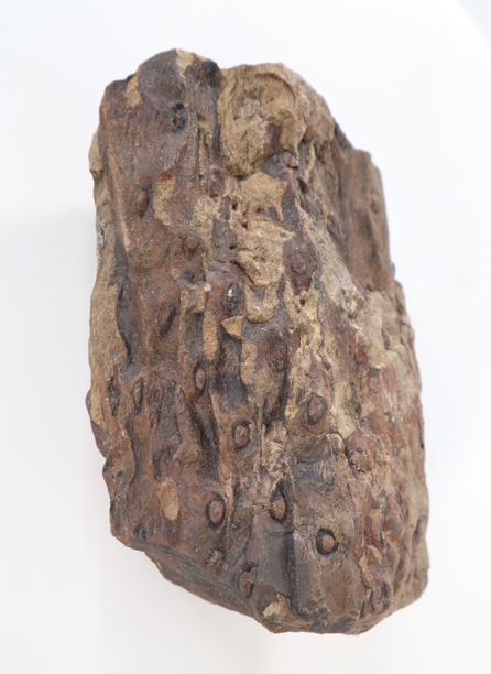 Stigmaria fossil specimen.