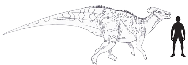 Tlatolophus galorum scale drawing.