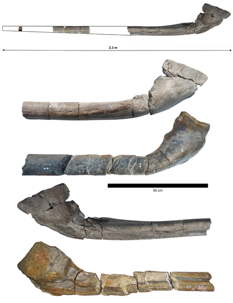 Photographs of the surangular bones associated with the giant marine reptile Ichthyotitan severnensis.