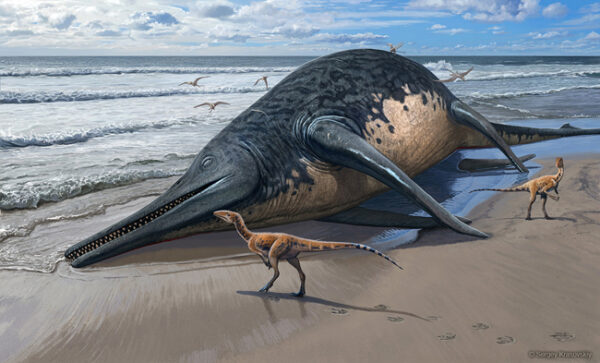 Dean_Lomax-ichthyosaur-sergey-krasovskiy-web-600x363.jpg