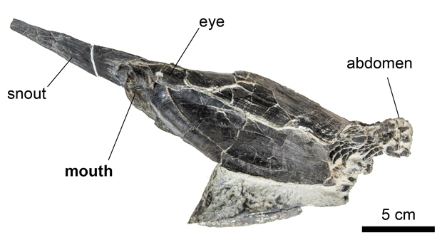 Rhinopteraspis fossil.