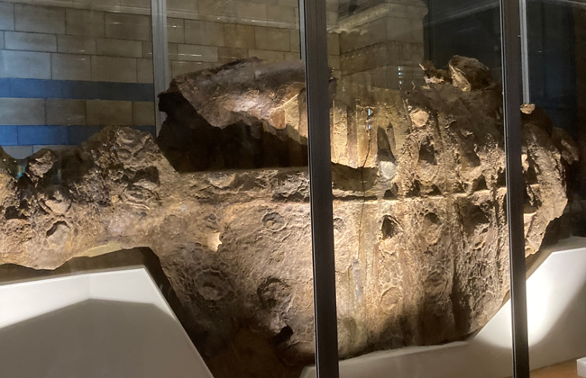 The stunning Scolosaurus cutleri specimen (NHMUK R5161).
