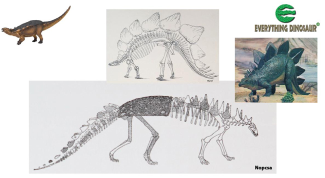 Studying Polacanthus and the connection with Stegosaurus.