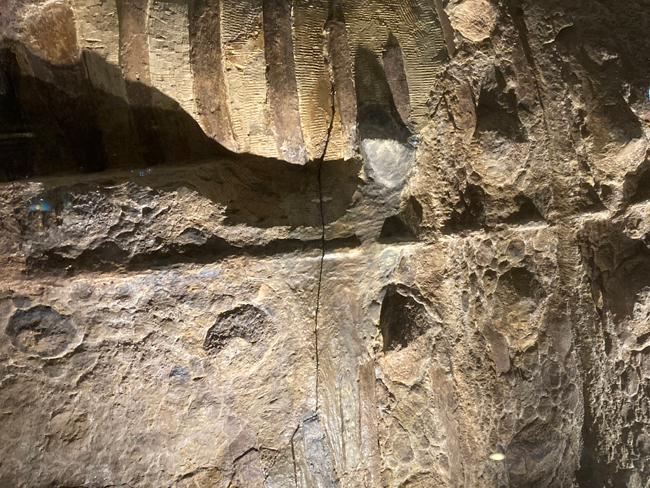 Scolosaurus cutleri (NHMUK R5161)