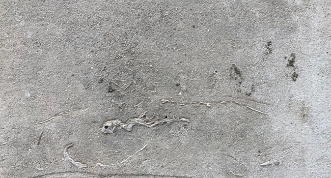 Jurassic fossils preserved in Portland stone.