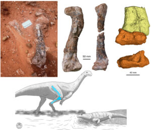 Musankwa sanyatiensis image.